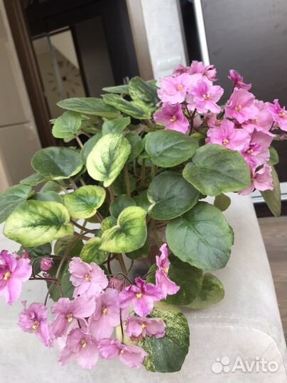 Сенполия трейлерная