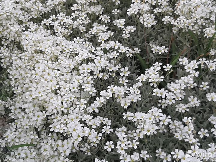 Барвинок, Ясколка,бадан, лилейник, лук