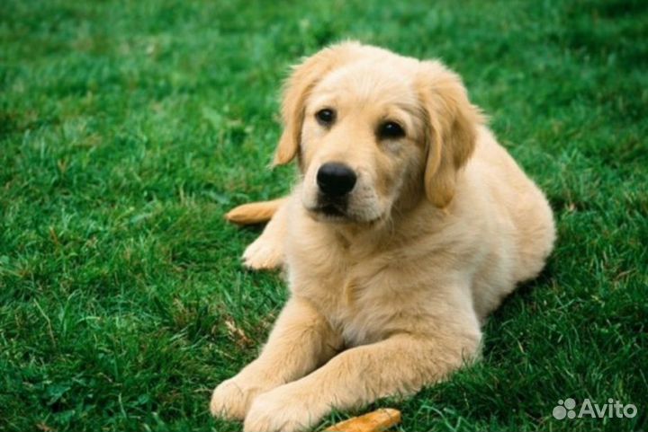 Выгул собак