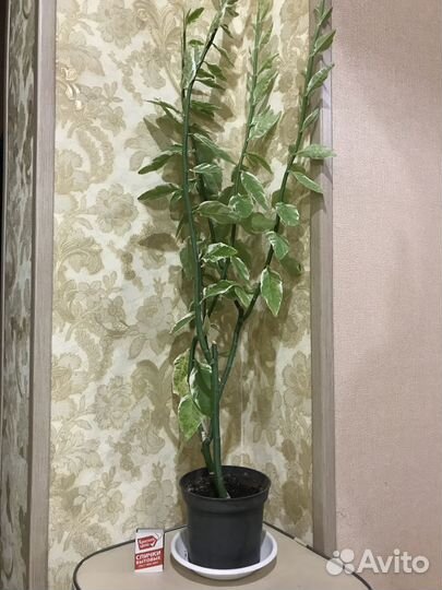 Продаю цветы комнатные