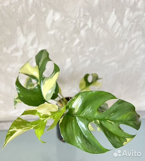 Монстера рафидофора вариегатная (минима)