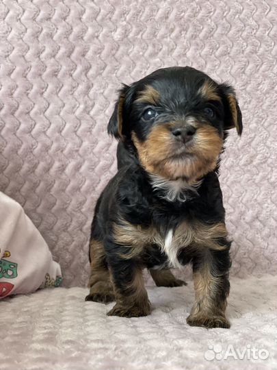 Йоркширский терьер мини щенки