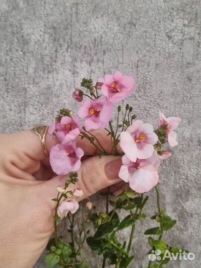 Лобелия вегетативная,аллисум и др