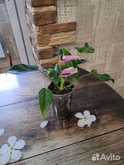 Антуриум зизу