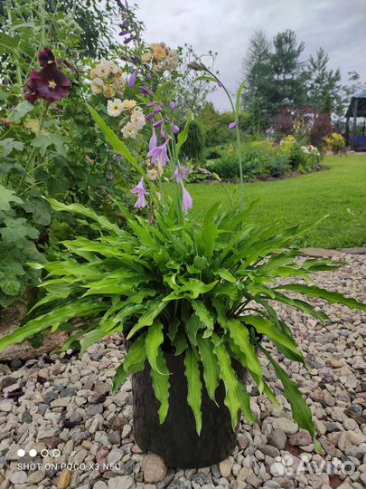 Хоста 25 сортов