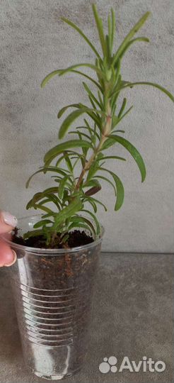 Розмарин, тархун, мелисса, орегано и др