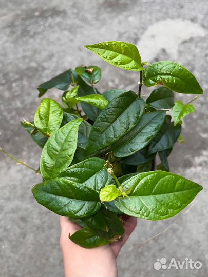 Эпипремнум и другие