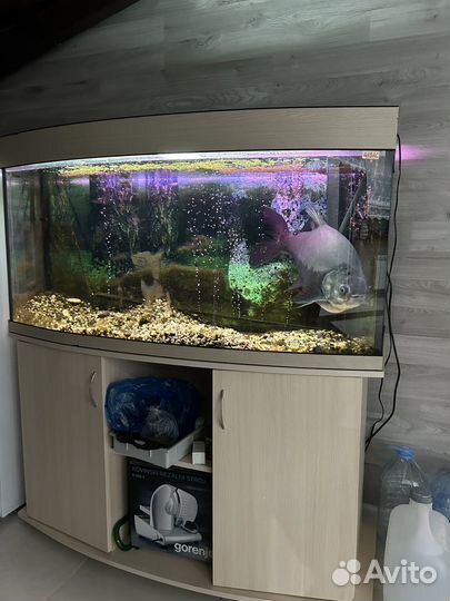 Аквариум с тумбой 420 литров и рыба