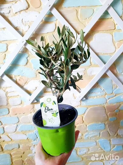 Оливковое дерево на штамбе комнатное