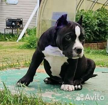 Американский булли abkc/idbc
