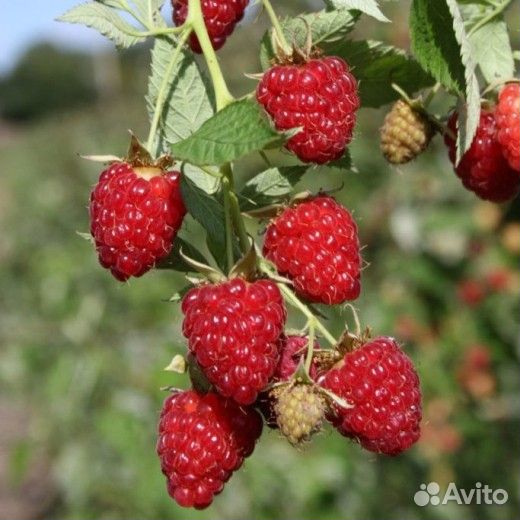 Саженцы ремонтантной малины Бриллиантовая