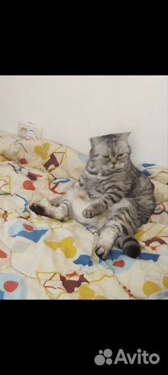 Британская кошка в дар