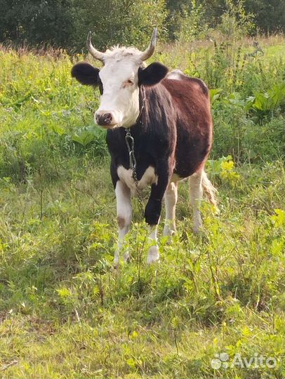 Молодая коровка С Р О Ч Н О