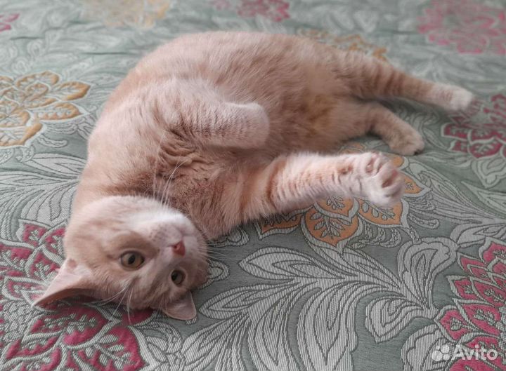 Платная передержка кошек