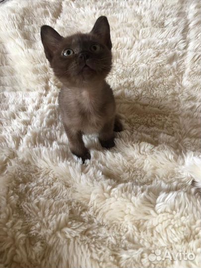 Бурманские котята