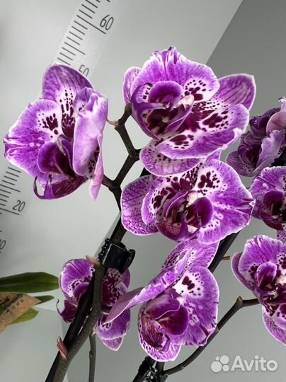 Орхидея фаленопсис бабочка