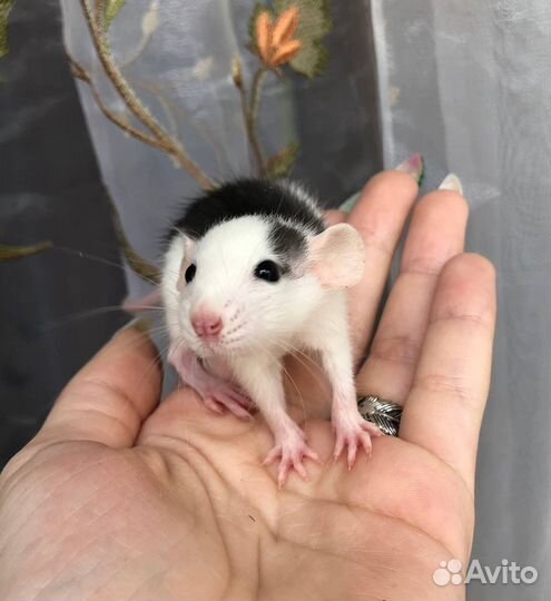 Питомник. Дамбо крысы, крысята, крыса