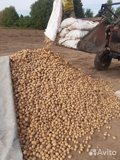 Продам картофель сорт Гала без химии