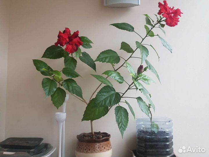 Дерево китайская роза