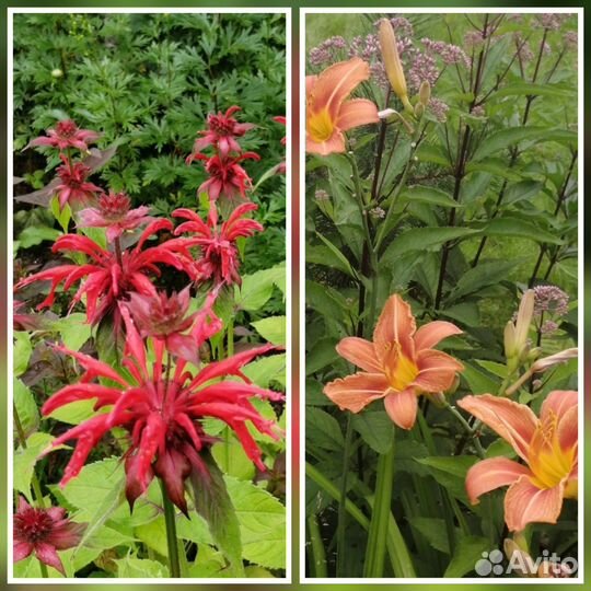 Цветы, саженцы для сада, дачи, монарда