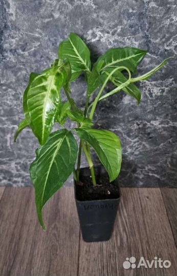 Сингониум ушковидный