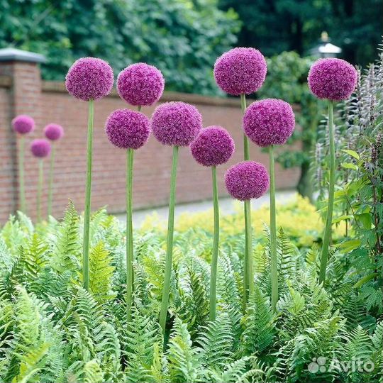 Луковицы ирис голландский, лук декоративный