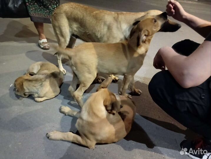 Щенки в добрые руки