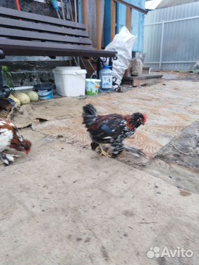 Петушки бентамки