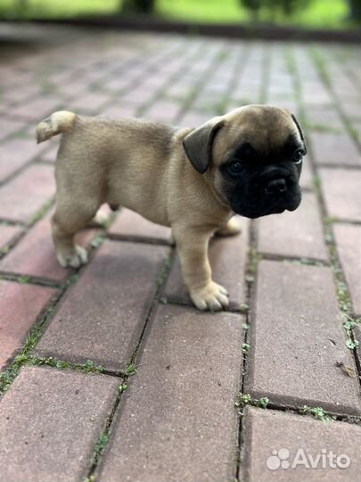 Французский бульдог щенки