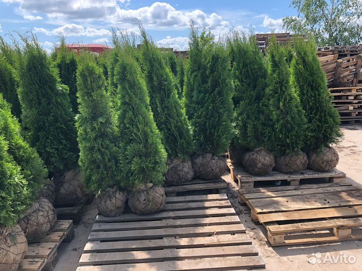 Туя Смарагд 1,3м - от 15 штук. Доставка