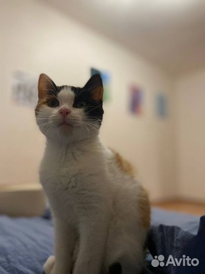 Котенок 3 месяца