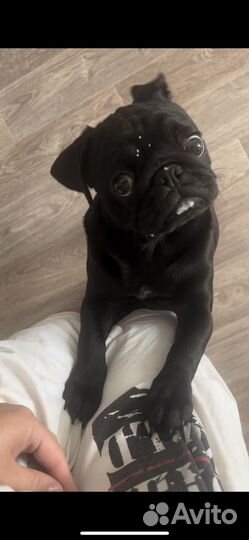 Вязка мопс девочка