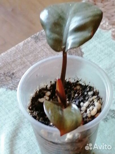 Филодендрон