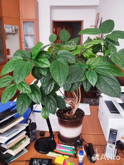 Клеродендрум укорененные черенки