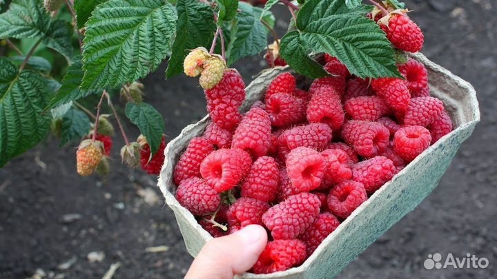 Продаю саженцы малины