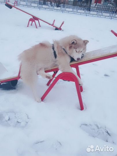 Хаски вязка