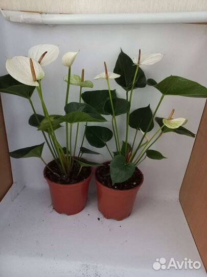 Антуриум Adios Wait