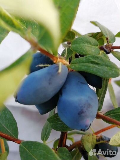 Саженцы Жимолости в наличии