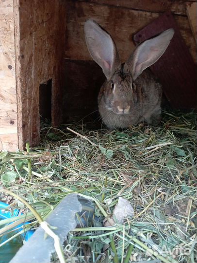 Кролики мясных пород