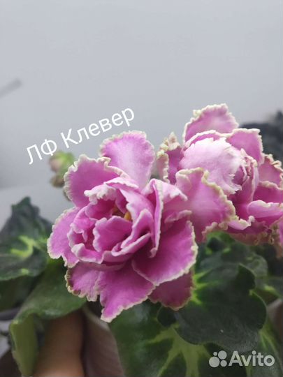 Комнатные фиалки,лист