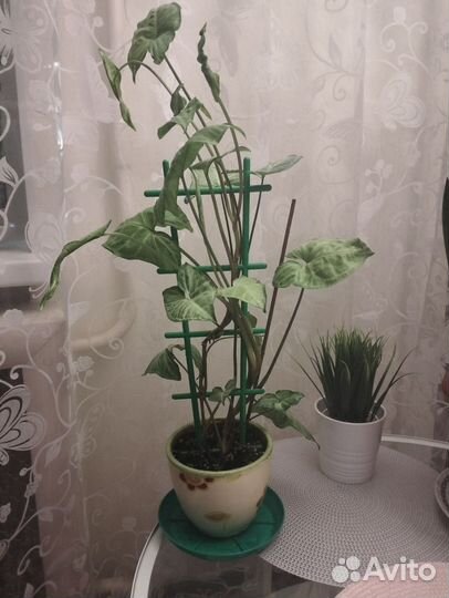 Антуриум, взрослое растение