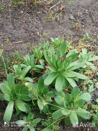 Каменная роза