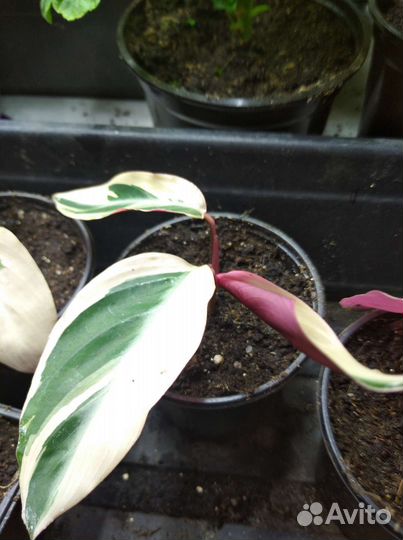 Строманта триколор