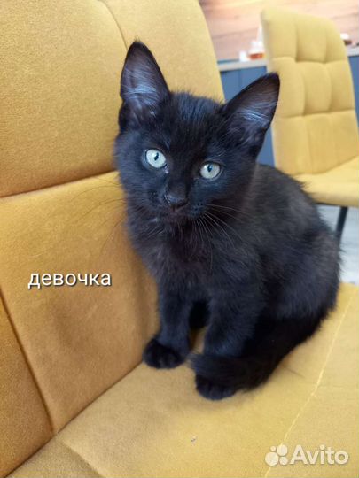 Кошки в добрые руки бесплатно