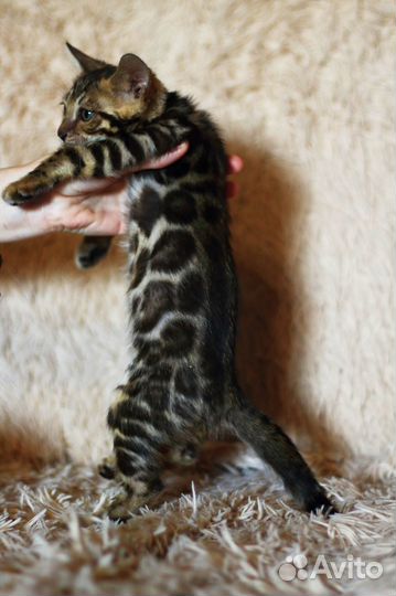 Бенгальские шикарные котята - редкий окрас