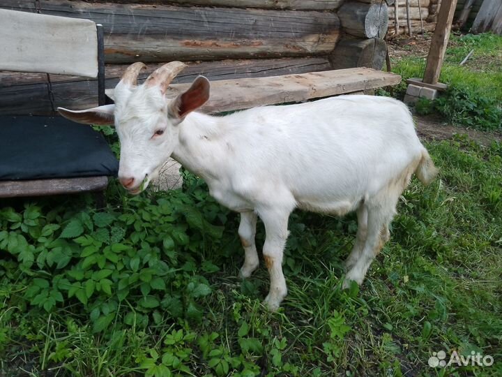 Козёл (семенной)от заана и дойной козы