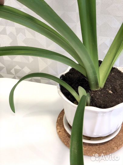 Комнатное растение Гиппеаструм оранжевый, лилейник