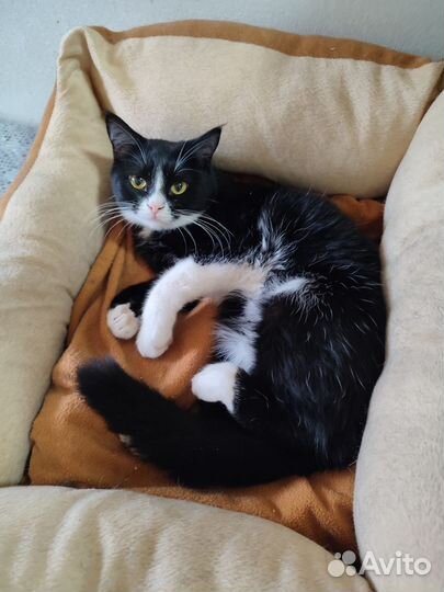 Брутальный кот в добрые руки, бесплатно