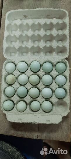 Яйца перепелиные инкубационное
