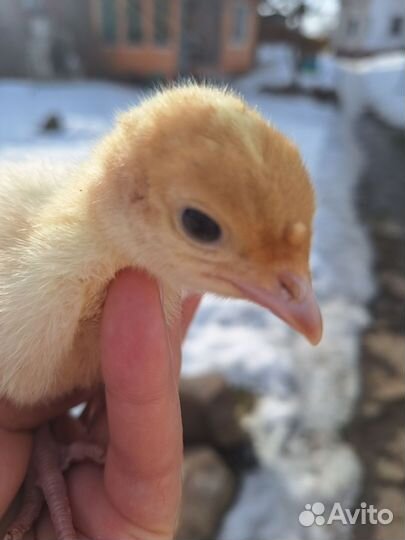 Гусята, Утята, Бройлеры, Молодка